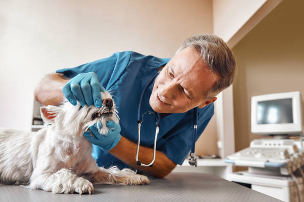 Best After-Hours Dental Trauma Care in Linganore, MD
